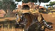 Una bella tigre attirer molti visitatori